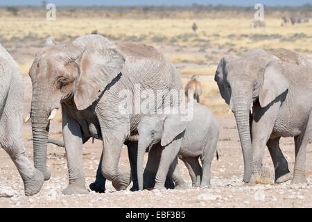 Junge afrikanische Elefanten (Loxodonta Africana), Wandern, Etosha Nationalpark, Namibia, Afrika Stockfoto