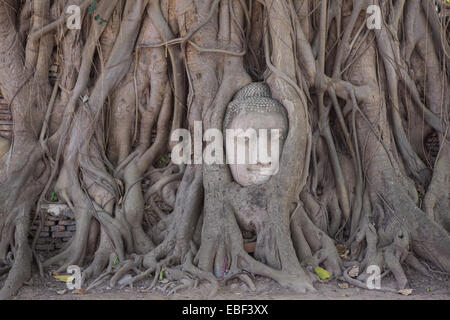 Stein Buddha Kopf verschlungen in Baumwurzeln, Wat Mahathat Ayutthaya, Thailand Stockfoto