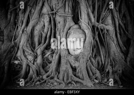Stein Buddha Kopf verschlungen in Baumwurzeln, Wat Mahathat Ayutthaya, Thailand Stockfoto