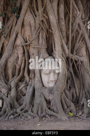 Stein Buddha Kopf verschlungen in Baumwurzeln, Wat Mahathat Ayutthaya, Thailand Stockfoto