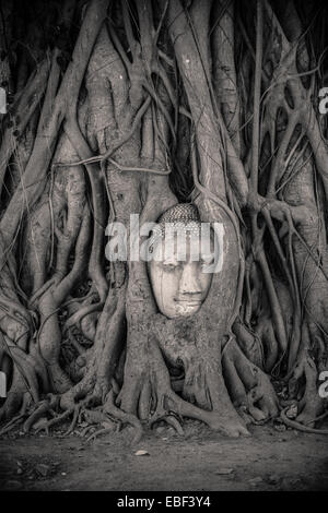 Stein Buddha Kopf verschlungen in Baumwurzeln, Wat Mahathat Ayutthaya, Thailand Stockfoto