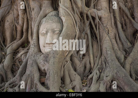 Stein Buddha Kopf verschlungen in Baumwurzeln, Wat Mahathat Ayutthaya, Thailand Stockfoto