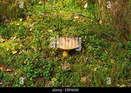 Pilze im Herbst Holz. Stockfoto