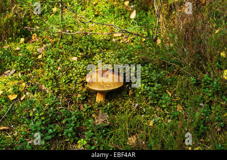 Pilze im Herbst Holz. Stockfoto