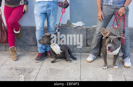 American Bully Rasse Hund Stockfoto