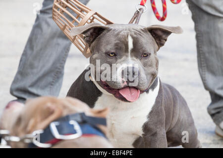 American Bully Rasse Hund Stockfoto