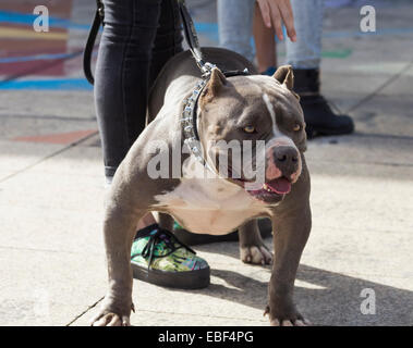 American Bully Rasse Hund Stockfoto