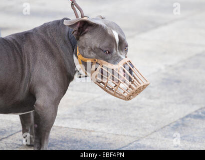 American Bully Rasse Hund Stockfoto