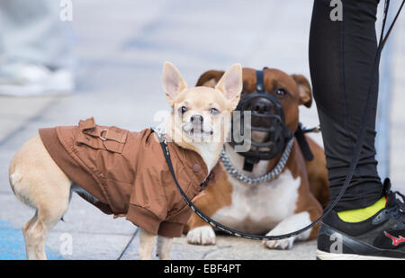 . Chihuahua tragen Jacke mit Maulkorb Bull Terrier im Hintergrund Stockfoto