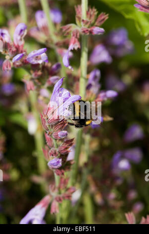 Bumble Bee bestäuben Salbei Blume Stockfoto