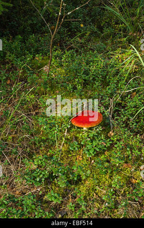 Pilze im Herbst Holz. Stockfoto