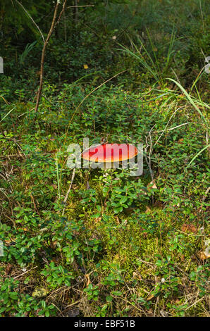 Pilze im Herbst Holz. Stockfoto