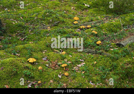 Pilze im Herbst Holz. Stockfoto