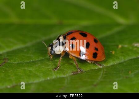 Asiatische Marienkäfer - Harlekin-Marienkäfer - Multicolored Asian Lady Beetle (Harmonia Axyridis) Imago auf Blatt Stockfoto