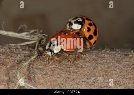 Asiatische Marienkäfer - Harlekin-Marienkäfer - Multicolored Asian Lady Beetle (Harmonia Axyridis) paar Paarung Stockfoto