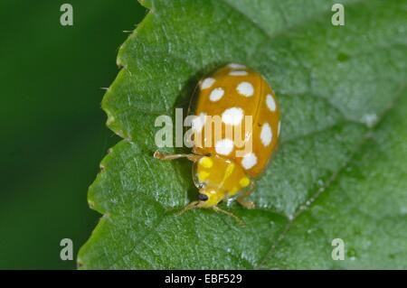 Creme-spotted Ladybird - Creme-Spot Lady Beetle - Polkadot Marienkäfer (Calvia 14-Guttata - Calvia Quatuordecimguttata) auf Blatt Stockfoto