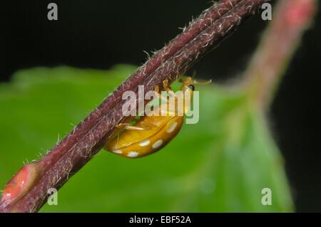 Creme-spotted Marienkäfer - Creme-Spot Lady Beetle - Polkadot Marienkäfer (Calvia 14-Guttata - Calvia Quatuordecimguttata) auf Stamm Stockfoto