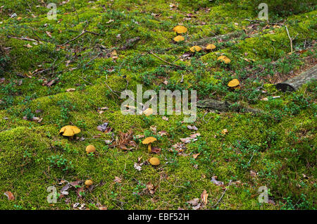 Pilze im Herbst Holz. Stockfoto