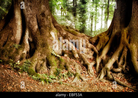 Baumwurzeln, Buche (Fagus SP.), Natur reservieren Felsenmeer, Hemer, Sauerland Region, North Rhine-Westphalia, Deutschland, Europa Stockfoto