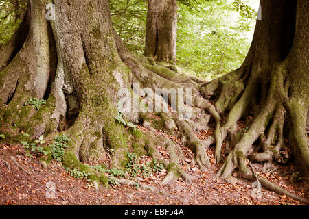 Baumwurzeln, Buche (Fagus SP.), Natur reservieren Felsenmeer, Hemer, Sauerland Region, North Rhine-Westphalia, Deutschland, Europa, Baum Stockfoto