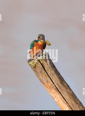 Weiblicher Eisvogel (Alcedo Atthis) thront auf hölzernen Pfosten mit Libelle Nymphe Stockfoto