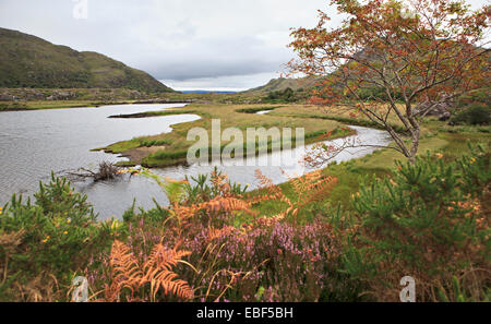 Schöne Vegetation nahe Obersee. Stockfoto