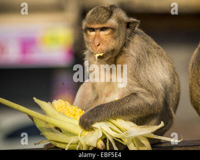 Lopburi, Lopburi, Thailand. 30. November 2014. Ein lange Tailed Macaque Affen isst einen Snack in Lopburi. Lopburi ist die Hauptstadt der Provinz Lopburi und etwa 180 Kilometer von Bangkok entfernt. Lopburi ist Heimat von Tausenden von lange Tailed Macaque Affen. Eine regelmäßige Größe Erwachsener ist 38 bis 55cm lang und seine Rute ist in der Regel 40 bis 65 cm. männliche Makaken wiegen ca. 5 bis 9 kg, Weibchen wiegen ca. 3 bis 6 kg. Der Affe-Buffet begann in den 1980er Jahren von einem lokalen Geschäftsmann, die im Besitz eines Hotels und Besucher auf die Provinzstadt wollte. Die jährliche Veranstaltung zieht Tausende von Touristen in die Stadt Stockfoto