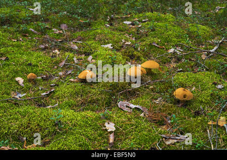 Pilze im Herbst Holz. Stockfoto
