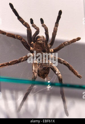 Der Goliath birdeater Stockfoto