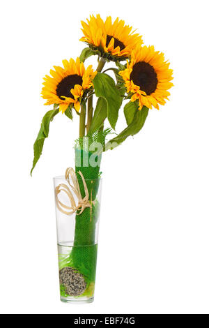 Stilleben mit Sonnenblumen in Glasvase, Isolated on White Background. Closeup. Stockfoto