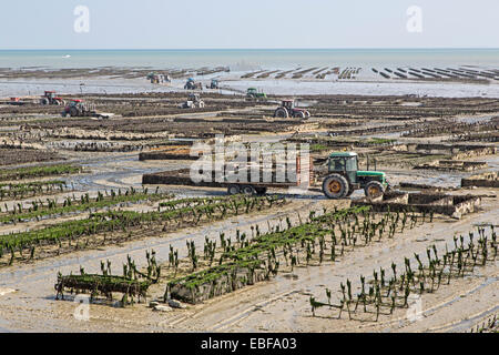 Cancale Austernbänke bei Ebbe, Bretagne, Frankreich Stockfoto