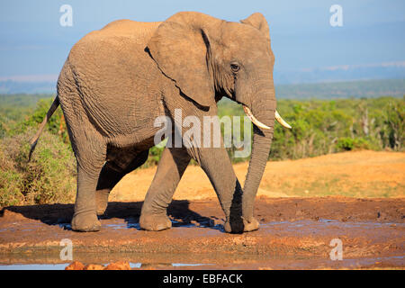 Großen afrikanischen Elefantenbullen (Loxodonta Africana), Addo Elephant National Park, Südafrika Stockfoto