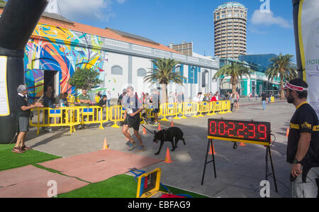 Canicross Rennen/Fun Run in Spanien Stockfoto