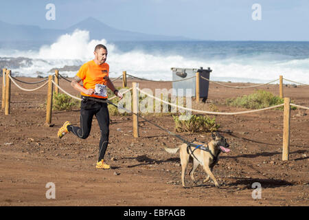 Canicross Rennen/Fun Run in Spanien Stockfoto