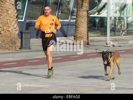 Canicross Rennen/Fun Run in Spanien Stockfoto