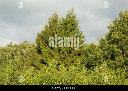 Tannen mit den Himmel Hintergrund/Tannen im Wald Stockfoto