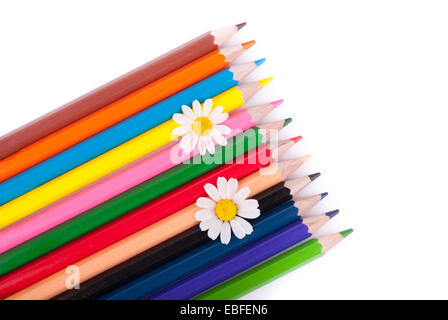 Blumen auf Buntstifte isoliert auf einem weißen Hintergrund. Stockfoto