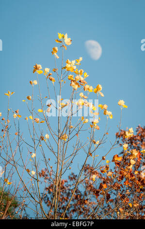 Der Mondaufgang über Herbst Baum Farbe in Alabama, USA im Cheaha State Park. Stockfoto