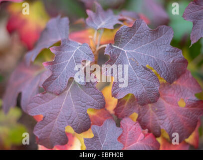 Hydrangea Quercifolia rot, lila und gelb Herbstblätter Stockfoto