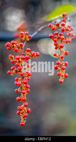 Amerikanische Bittersweet rot Herbst Früchte Beeren hautnah Celastrus scandens Stockfoto