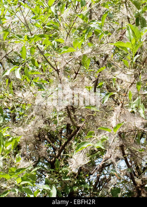 Spindel Hermelin (Yponomeuta Cagnagella) Mottenbefall von Euonymus Europaeus (europäischer Spindel, Spindel, gemeinsamen Spindel) bush Stockfoto