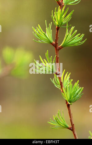 Westliche Lärchennadeln blühen im Frühling. Yaak Valley im Kootenai National Forest, Purcell Mountains, Montana. (Foto von Randy Beacham) Stockfoto