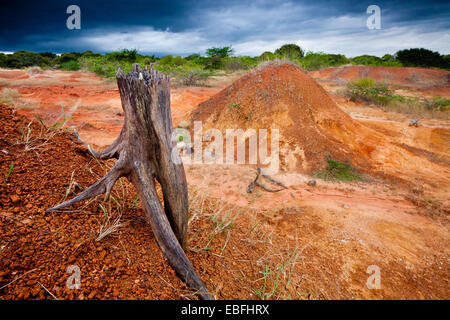 Trockene Baum und erodierten Boden Sarigua Nationalpark (Wüste), Herrera Provinz, Republik von Panama. Stockfoto