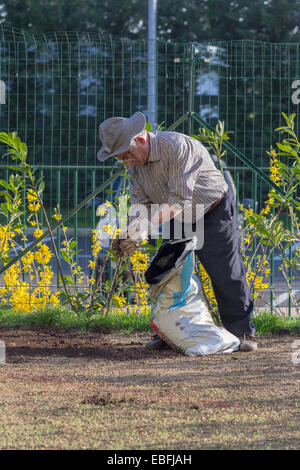 Ältere Mann mit Hut in seinem heimischen Garten arbeiten. Stockfoto
