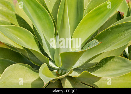 GRÜNE ALOE BLÄTTER MIT WASSERTROPFEN NACH REGEN Stockfoto