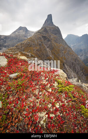 Farben des Herbstes am Berg Litlefjellet im Tal Romsdalen, eines und Romsdal Fylke, Norwegen. Stockfoto