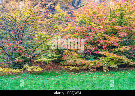 Bunter Herbst Buche Bäume Fagus sylvatica Stockfoto