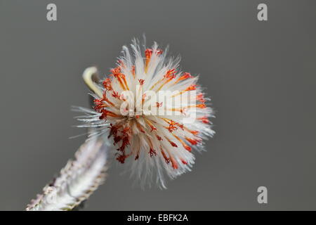 Fading Flowerhead Senecio Stapeliiformis, eine südafrikanische sukkulenten Arten Stockfoto