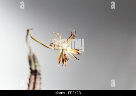 Fading Flowerhead Senecio Stapeliiformis, eine südafrikanische sukkulenten Arten Stockfoto