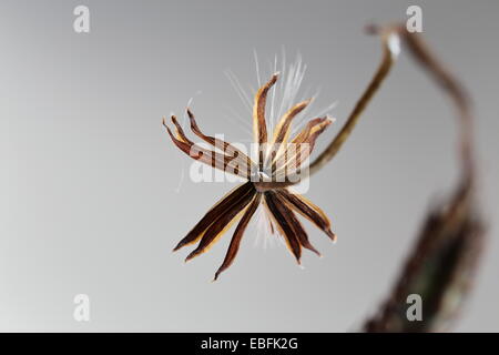 Fading Flowerhead Senecio Stapeliiformis, eine südafrikanische sukkulenten Arten Stockfoto